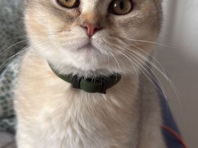 Deckkater BKH Chinchilla