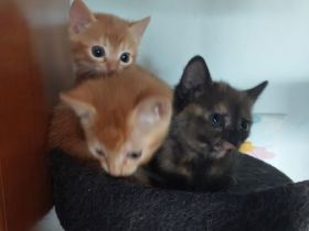 Siam Perser abesiner mix kitten