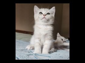 Tolle BKH-KÄTZCHEN suchen ein Zuhause