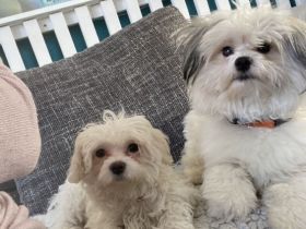 Zwei Schnüffelnasen  suchen ihr Zuhause …