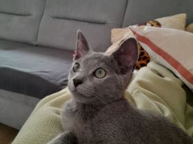 Russisch blau Katerchen vom Züchter mit Stammbaum sofort abgabebereit.