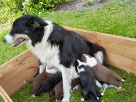 Bordercollie, Australien Welpen