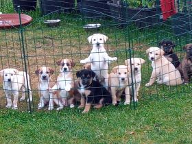 Welpen - Labrador Mix  - Border Collie Mix Mix    BEENDET!