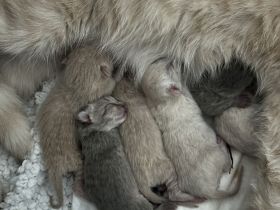 BKH Nachwuchs: 6 kleine Fellnasen sind da!