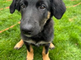 Nur noch 1 Rüde Mischling Gelbbacke , altdeutscher Hütehund