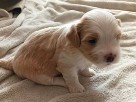 Havaneserwelpen suchen dich!!