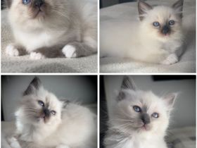 Heilige Birma Kitten