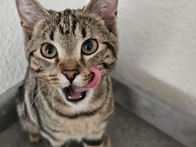 Hallo ich muss mich von dieser maus trennen sie ist vom 12.12.24 also 6 mon da mein mann allergisch