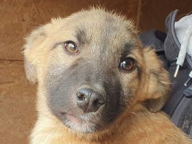 Lord, auf der Suche nach einem schönem Leben, 1 J, 40 cm