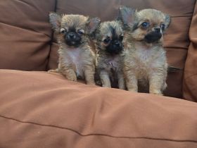 Rasselbande sucht liebe Adoptiveltern