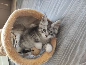 Reinrassige Maine Coon Kitten ❤️