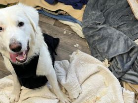 Kämpferherz Sommersprosse