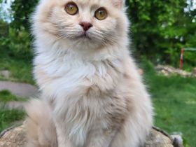 sehr liebe BritischLanghaar-Katzen in lilac BLH (BKH)