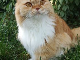 BritischLanghaar-Katzen in rot-weiß und creme