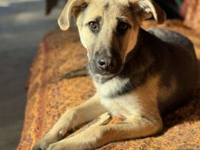 Charlotte, jung, mit Handicap, sucht dringend einen Gnadenplatz