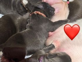 Wunderschöne American Bulldog x Old English Bulldog Welpen abzugeben 🐾