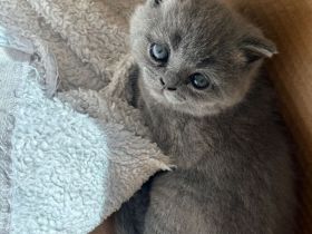 Britisch Kurzhaar Kitten