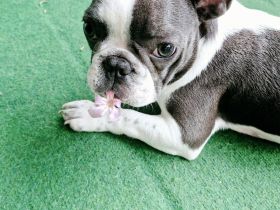 Französische Bulldogge welpe