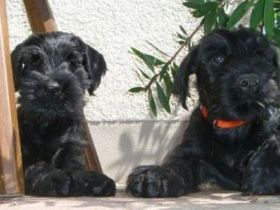 Mittelschnauzer Welpen in schwarz