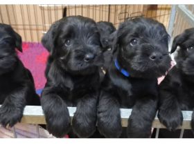 Mittelschnauzer Welpen in schwarz