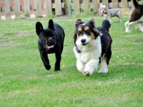 Nala 4 Jährige Corgi Cardigan Hündin Traumhündin
