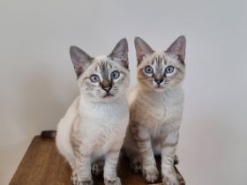 Kuschelplatz gesucht für zwei Katzenkinder: Mira und Marlene