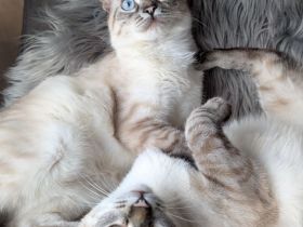 Kuschelplatz gesucht für zwei süße Siamesinnen: Mira und Marlene