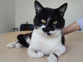 Schmusekater Poniente wartet auf liebe Menschen, die ihn adoptieren