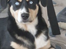 Deckhund Bordercollie