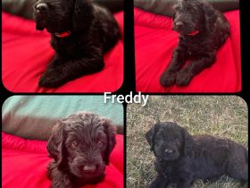 Lagotto-Doodle-welpen