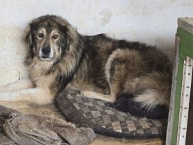 Wunderschöner Oldi Kalle