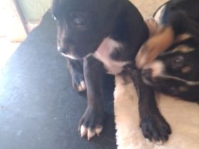 Welpen Aussis / Französische Bulldogge