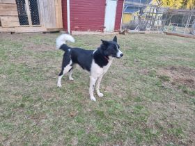 Tarek – Alaskan Husky sucht ein ruhiges Zuhause mit Herz