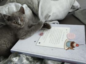 Britisch Kurzhaar kitten Reinrassig (Weibchen + 1 männlich)