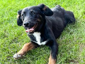 Nisha junges Hundemädchen sucht ihre Menschen