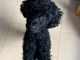 Schwarzer Kleinpudel-Rüde als erfahrener Deckrüde