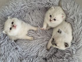 Süße reinrassige BKH Kitten suchen Zuhause