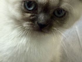 BKH Kitten ab 06.07 Abgabebereit