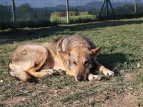 Schäferhund-Mischling Tango