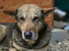 Schäferhund-Mischling Tango