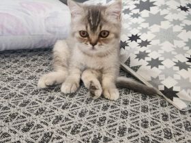 BHK Britisch Kurzhaar reinrassig