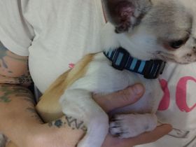 Chihuahua Deckrüde Hannibal