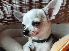 Erfahrener Chihuahua Deckrüde