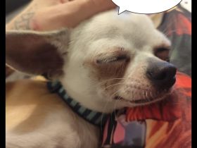 Chihuahua Deckrüde Hannibal