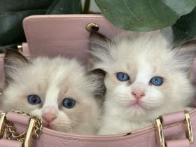 Blauäugige Ragdoll-Babys bereit
