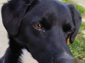 Toller Kumpel auf vier Pfoten