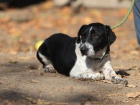 Grisu - möchte Einzelprinz werden