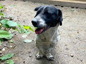 Grisu - möchte Einzelprinz werden