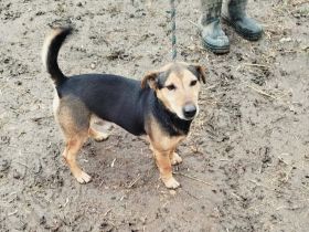 Blacky - ist bereits in DE auf einer Pflegestelle in 67105 Schifferstadt