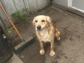 RESERVIERT -----Nala - sucht ein liebevolles und aktives Zuhause - ist auf PS in 61137 Schöneck